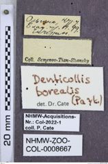 Etiketten zu Denticollis borealis (NHMW-ZOO-COL-0008667)